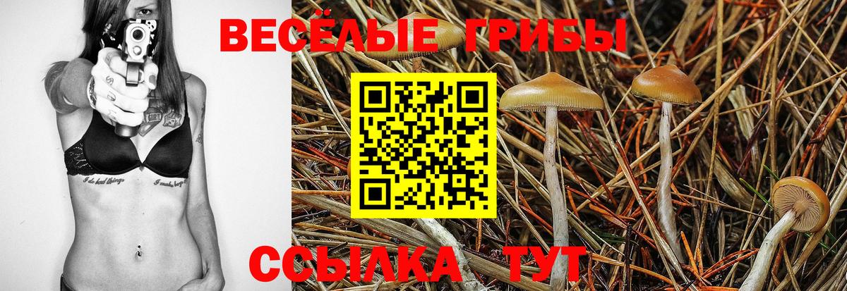 Тимашёвск  Псилоцибиновые грибы GOLDEN TEACHER  Вход с VPN 